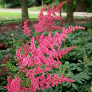 Astilbe japonica Red Sentinel