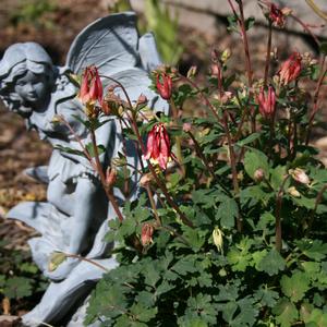 Aquilegia canadensis Little Lanterns