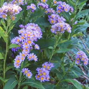 Aster tataricus Jindai