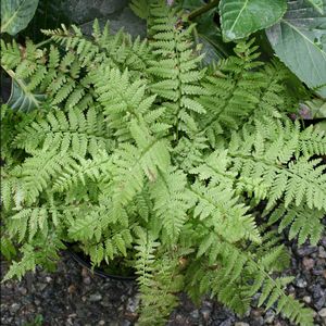 Athyrium filix-femina Minutissima