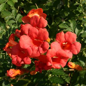 Campsis radicans 