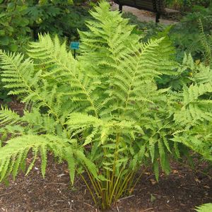 Athyrium filix-femina 