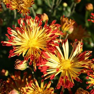 Chrysanthemum (Dendranthema) Matchsticks