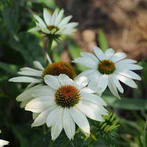 Echinacea purpurea PowWow White