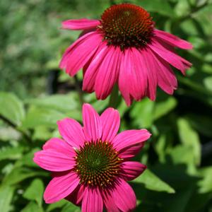 Echinacea purpurea PowWow Wild Berries