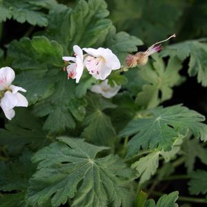 Geranium macrorrhizum Spessart