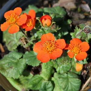 Geum coccineum Koi
