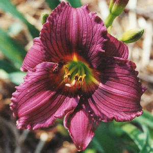 Hemerocallis Little Grapette