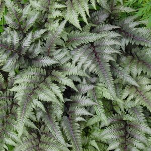 Athyrium niponicum Pictum