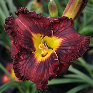 Hemerocallis Purplelicious
