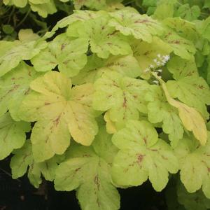 Heucherella Solar Power