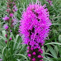 Liatris spicata Original Kobold