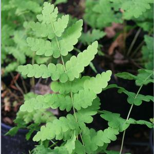 Osmunda claytoniana 