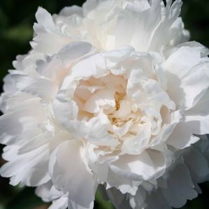 Paeonia lactiflora Moon River