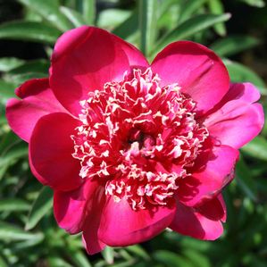 Paeonia lactiflora Nippon Beauty