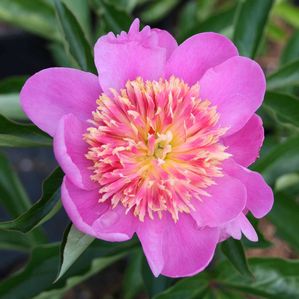 Paeonia lactiflora Tom Eckhardt