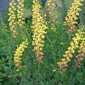 Baptisia Solar Flare Prairieblues