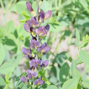 Baptisia Twilight Prairie Blues