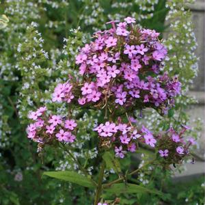 Phlox paniculata Jeana