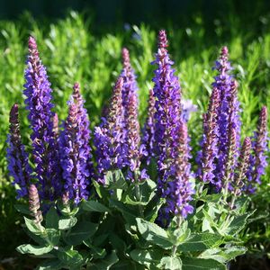 Salvia nemorosa Sensation™ Deep Blue