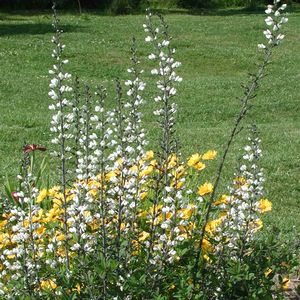 Baptisia alba 