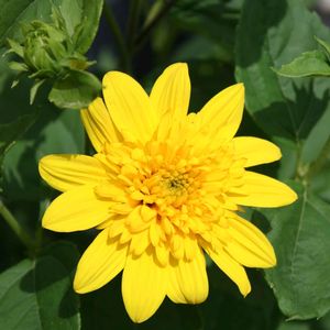 Helianthus Happy Days