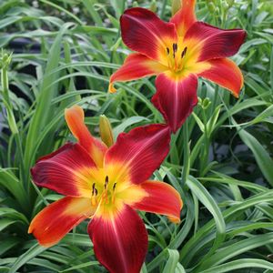 Hemerocallis Ruby Spider