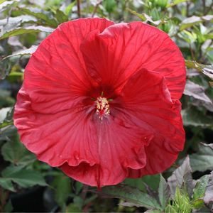 Hibiscus moscheutos Cranberry Crush