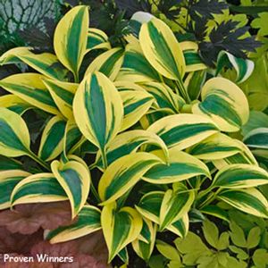 Hosta Autumn Frost