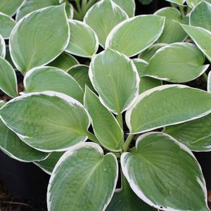 Hosta Barbara Ann