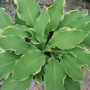 Hosta Wheee!