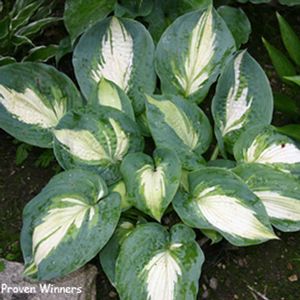 Hosta Hudson Bay