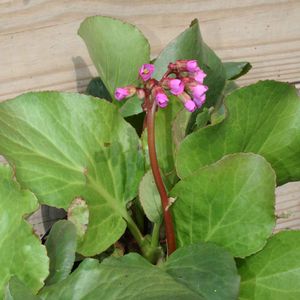 Bergenia cordifolia Winterglut