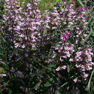 Penstemon digitalis Dark Towers