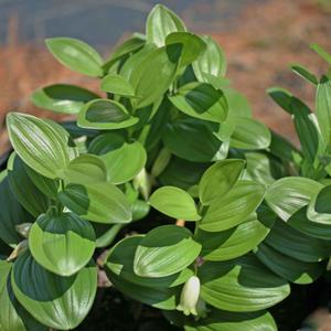 Polygonatum humile 