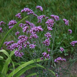 Verbena bonariensis Lollipop