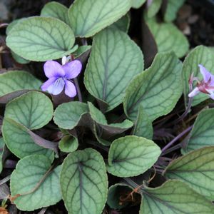 Viola walteri Silver Gem