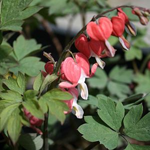 Dicentra spectabilis Valentine