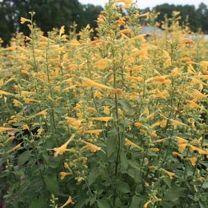 Agastache aurantiaca Sunset Yellow