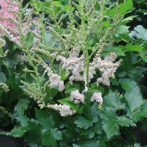 Astilbe chinensis Little Vision in Pink