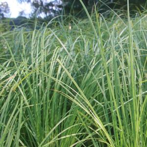 Carex stricta 