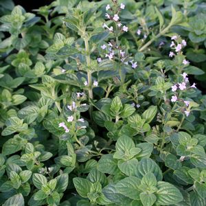 Calamintha nepeta Blue Cloud