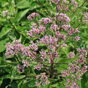 Eupatorium maculatum Phantom