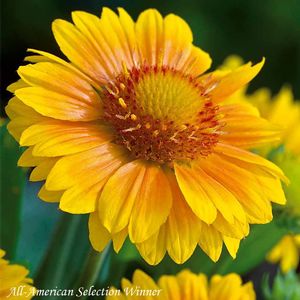 Gaillardia grandiflora Arizona Apricot