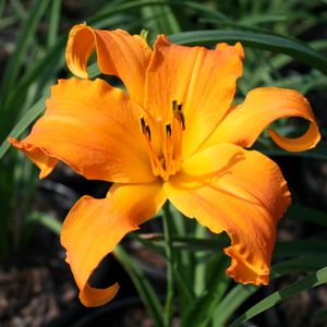 Hemerocallis Primal Scream
