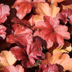 Heuchera micrantha x villosa Fire Alarm
