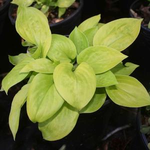Hosta Maui Buttercups