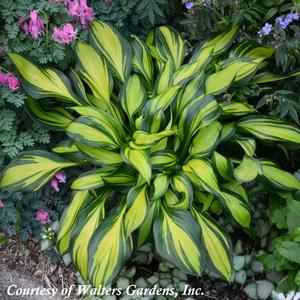 Hosta Rainbow's End