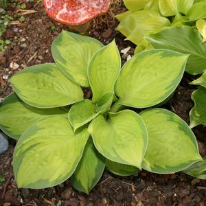 Hosta Rainforest Sunrise
