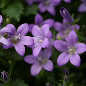 Campanula portenschlagiana Birch Hybrids